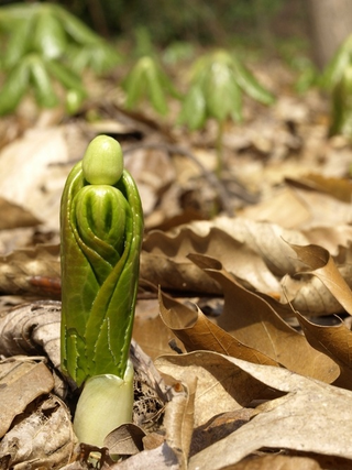 Illustration for article titled Shooting Challenge: Spring Part 1